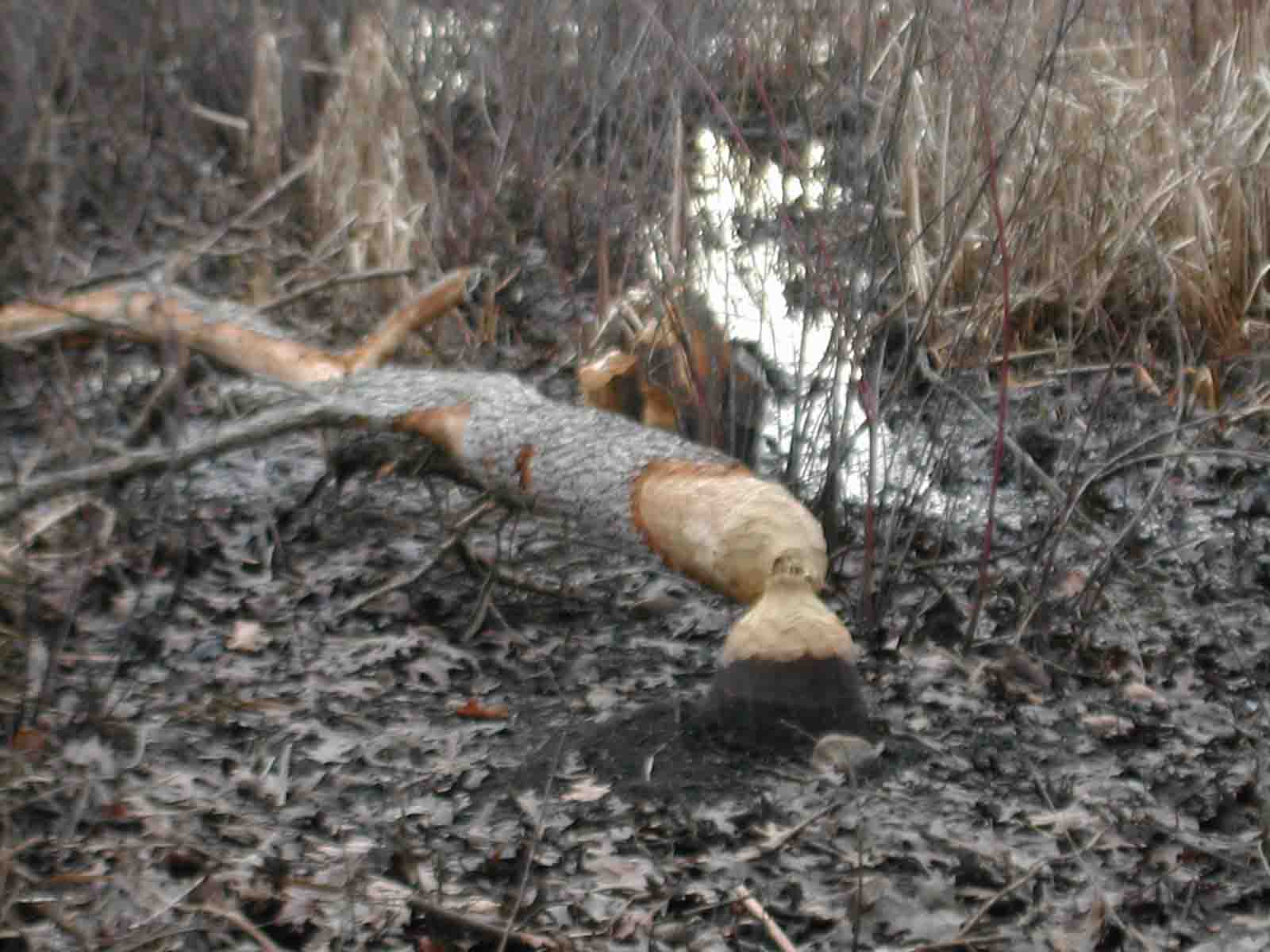 Beaver