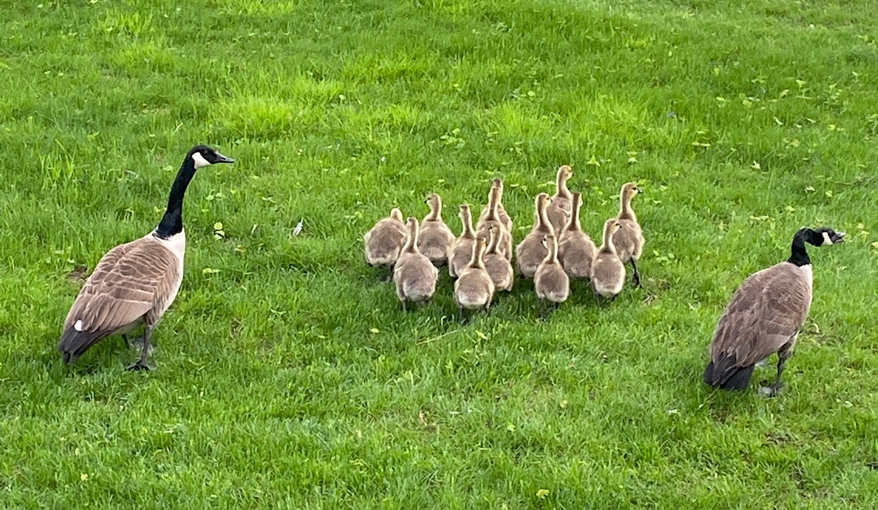 Geese