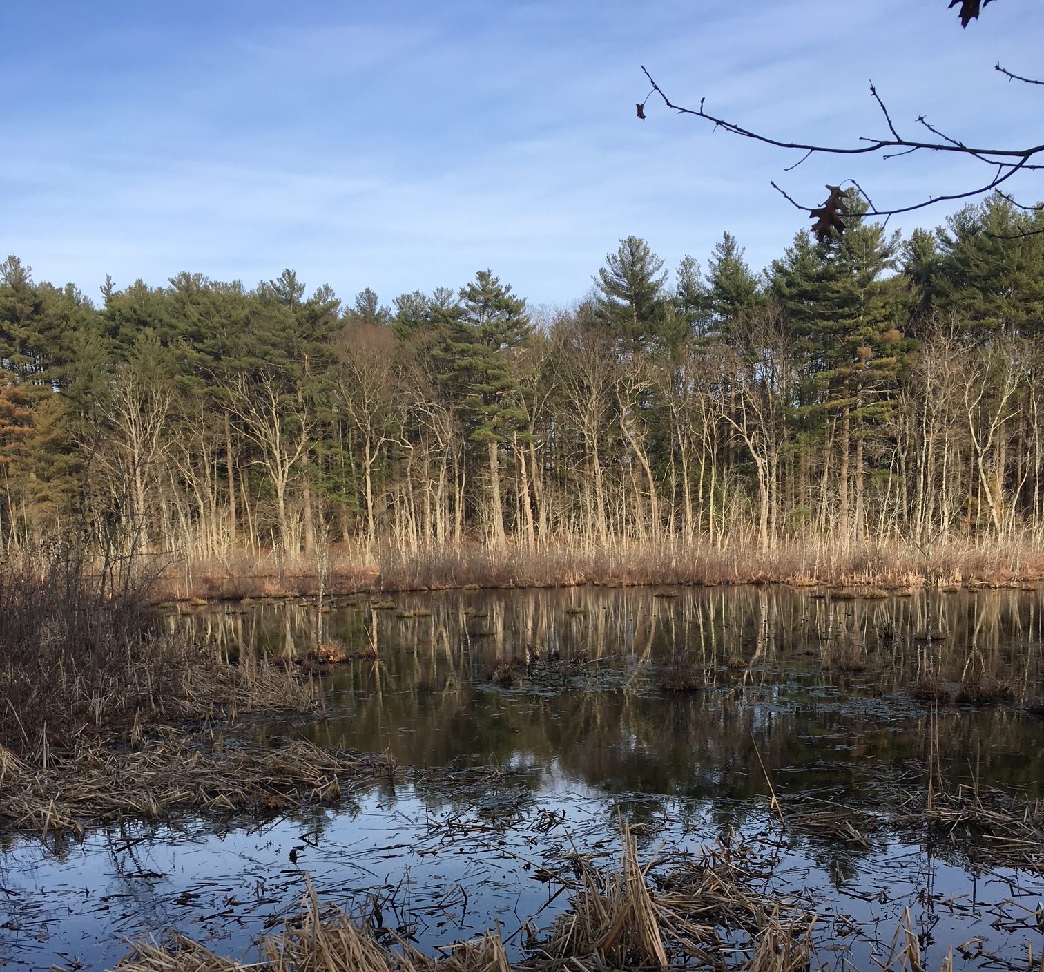 Pond